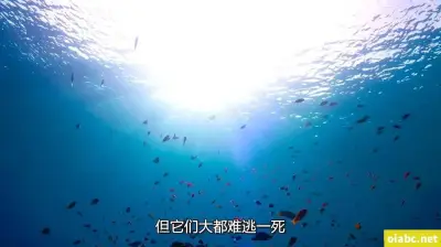 真实处破老狼剧照1